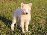 Magnifiques chiots Pomsky F1B à vendre