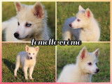 Magnifiques chiots Pomsky F1B à vendre