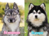 Magnifiques chiots Pomsky F1B à vendre