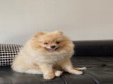 Loulou de Poméranie disponible pour saillie