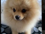 Loulou de Poméranie disponible pour saillie