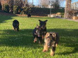 6 chiots bergers allemands
