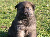 Chiots Berger Allemand Ancien LOF à réserver