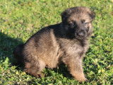 Chiots Berger Allemand Ancien LOF à réserver