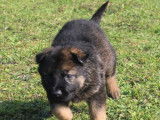 Chiots Berger Allemand Ancien LOF à réserver