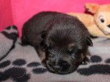 Chiots Berger Allemand LOF à réserver