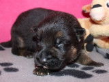 Chiots Berger Allemand LOF à réserver