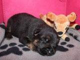 Chiots Berger Allemand LOF à réserver