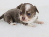 Chiot Chihuahua mâle lavande à réserver