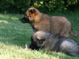 Chiots Berger Belge de Tervueren LOF à réserver