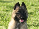 Chiots Berger Belge de Tervueren LOF à réserver