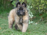 Chiots Berger Belge de Tervueren LOF à réserver