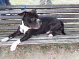 De race American Bully disponible pour saillie