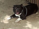 De race American Bully disponible pour saillie
