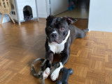 De race American Bully disponible pour saillie