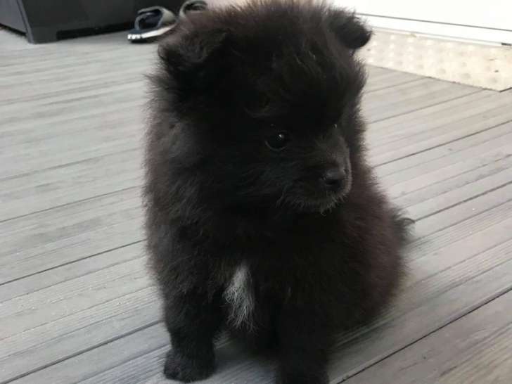 Saillie Spitz Allemand Petite Annonce Chien