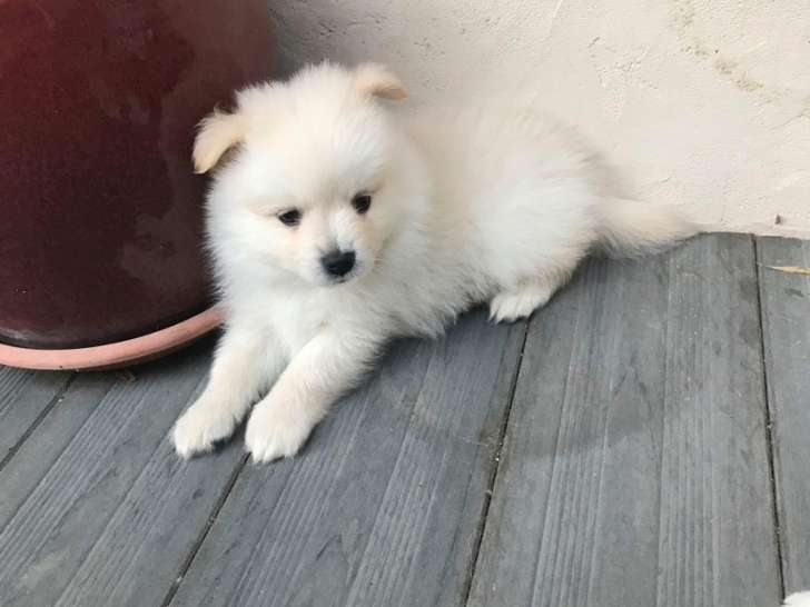 Saillie Spitz Allemand Petite Annonce Chien