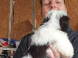 Chiot Shih Tzu LOF &agrave; r&eacute;server