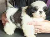 Chiot Shih Tzu LOF &agrave; r&eacute;server