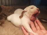 Puissant chiot mâle Staffie, LOF, blanc marqué de fauve, à retenir pour le 24/11/2021