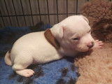 Puissant chiot mâle Staffie, LOF, blanc marqué de fauve, à retenir pour le 24/11/2021