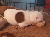 Puissant chiot mâle Staffie, LOF, blanc marqué de fauve, à retenir pour le 24/11/2021