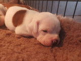 Puissant chiot mâle Staffie, LOF, blanc marqué de fauve, à retenir pour le 24/11/2021
