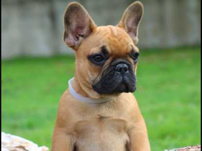 Chiot Bouledogue Francais Lof Fauve A Vendre Petite Annonce Chien