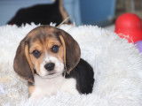 Chiots Beagle LOF à réserver
