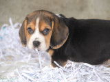 Chiots Beagle LOF à réserver