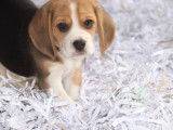 Chiots Beagle LOF à réserver