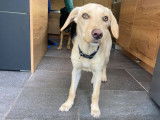 A adopter : Buddy, mâle âgé de 8 mois de type Labrador couleur sable