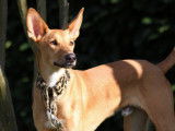 A adopter : Tomy, mâle âgé d'un an de type Podengo