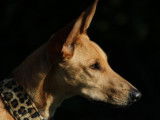 A adopter : Tomy, mâle âgé d'un an de type Podengo