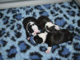 Espiègle chiot Boston Terrier femelle LOF, blanche et noire, à réserver pour le 10 novembre 2021