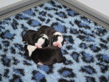 Espiègle chiot Boston Terrier femelle LOF, blanche et noire, à réserver pour le 10 novembre 2021