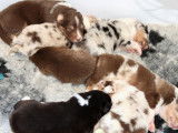 Sublimes chiots Bergers Australien LOF, 1 femelle et 5 mâles disponibilités le 27 novembre 2021