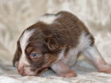 Sublimes chiots Bergers Australien LOF, 1 femelle et 5 mâles disponibilités le 27 novembre 2021