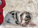 Sublimes chiots Bergers Australien LOF, 1 femelle et 5 mâles disponibilités le 27 novembre 2021