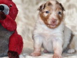 Sublimes chiots Bergers Australien LOF, 1 femelle et 5 mâles disponibilités le 27 novembre 2021