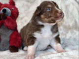 Sublimes chiots Bergers Australien LOF, 1 femelle et 5 mâles disponibilités le 27 novembre 2021