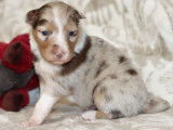 Sublimes chiots Bergers Australien LOF, 1 femelle et 5 mâles disponibilités le 27 novembre 2021