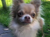 De type Chihuahua disponible pour saillie