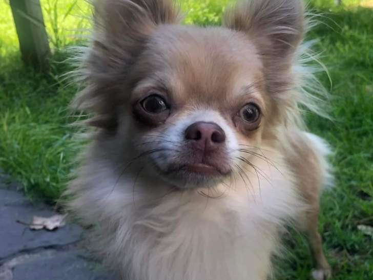Chihuahua disponible pour saillie