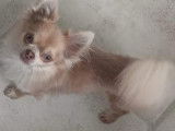 De type Chihuahua disponible pour saillie