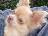 De type Chihuahua disponible pour saillie