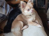 De type Chihuahua disponible pour saillie