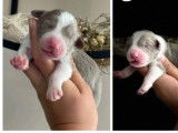 Magnifiques chiots Bearded Collie LOF : 1 femelle et 2 mâles à réserver pour le 7 décembre 2021