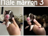 Magnifiques chiots Bearded Collie LOF : 1 femelle et 2 mâles à réserver pour le 7 décembre 2021