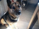 Berger Allemand &agrave; vendre